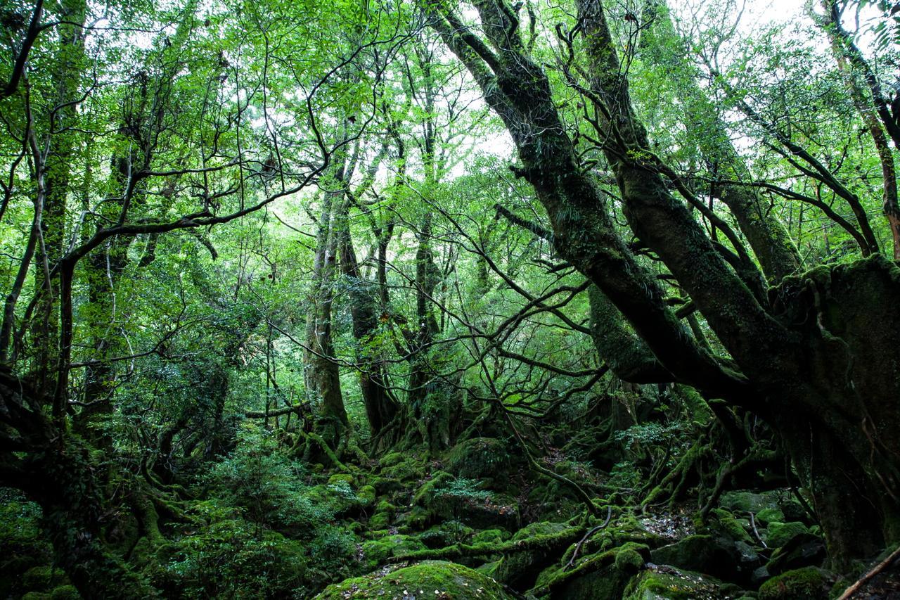 Ananda Chillage Yakushima Hotel Yakushima  Ngoại thất bức ảnh